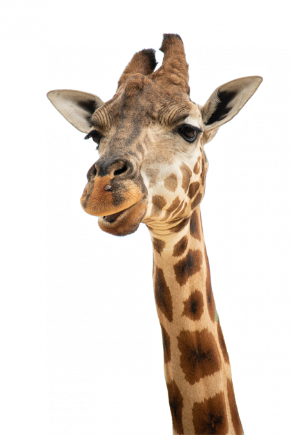 giraffe